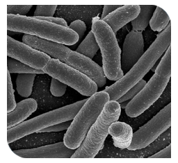 E.coli increases the severity of disease